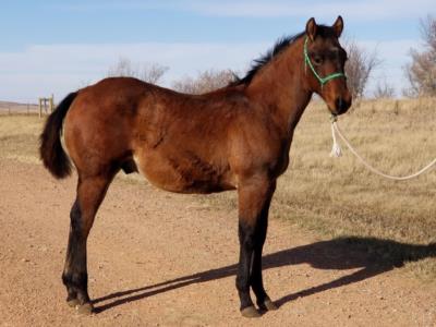 Top Gun Arlington JW <BR> AQHA 6042429